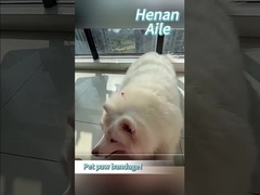 Come fasciare la zampa del tuo animale domestico?