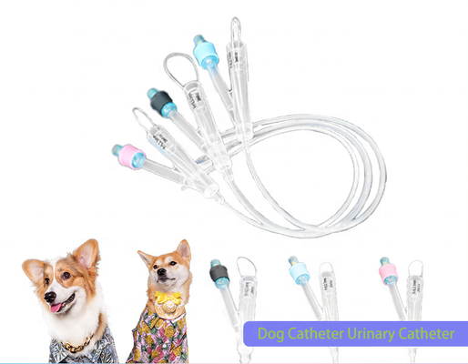 Buon prezzo Animali Medicale Idrofilo veterinario Rivestimento in silicone Super-lubrificante 2 vie Catetere di Foley in puro silicone Chirurgia urinaria per cani in linea